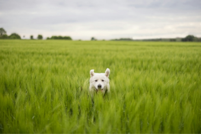 White dog standing in a field of tall green grass with a cloudy sky.